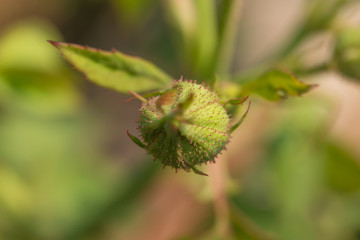 rose flower, Valentine Rose Bud, Beautiful