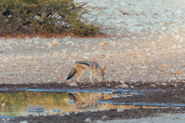 Black-backed jackal