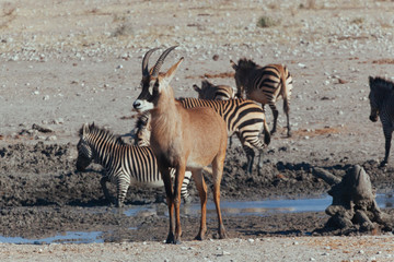 Fototapeta na wymiar Oryx & Gemsbok in Nature