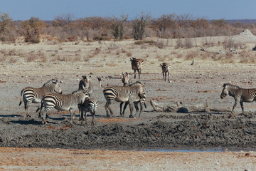 watering hole for animals in Africa desert 