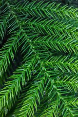 Water drops on green Pine leaves after raining, dark tone, textures backgrounds.