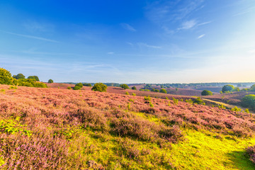 Naklejka premium Viewpoint from the Posbank with flowering Heather, Calluna vulgaris, during beautiful Sunrise