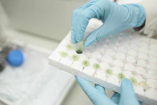 Scientist examining test tubes in laboratory