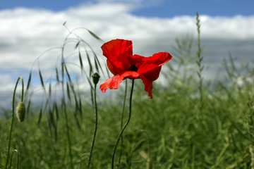 Red poppy, wild poppy