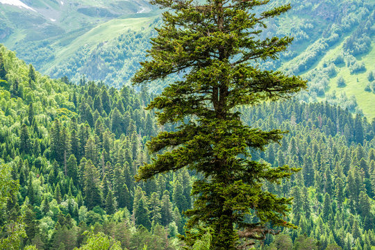Fototapeta Green fir in the mountains in the afternoon