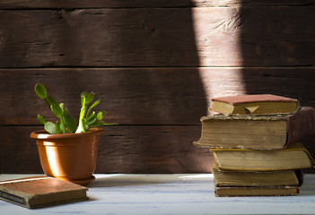 A beautiful image of folded books next to a cactus