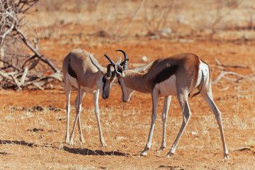 Springbok in desert 