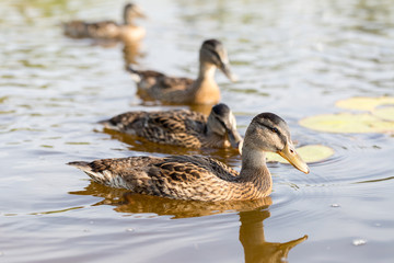 Cue ducks, mallard, Anas platyrhynchos, swimming in lake sunny day