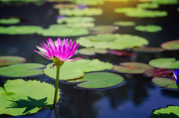 lotus blooming with leaf over water in pond and soft sunlight.