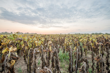 Naklejka premium Verblühte Sonnenblumen im Spätsommer