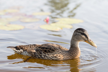 Cue ducks, mallard, Anas platyrhynchos, swimming in lake sunny day