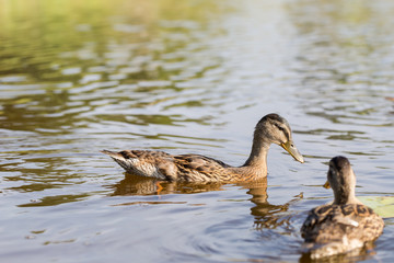 Cue ducks, mallard, Anas platyrhynchos, swimming in lake sunny day