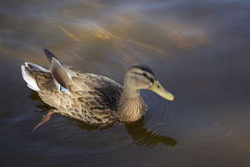 Female mallard duck swimming in shallow water