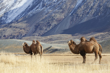 Bactrian Camels, Altai Tavan Bogd National Park, Mongolia	