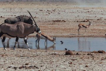 Watering hole for animals in Africa desert 