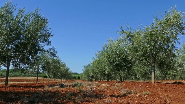 Olive trees and red soil