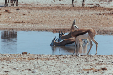 Watering hole for animals in Africa desert 