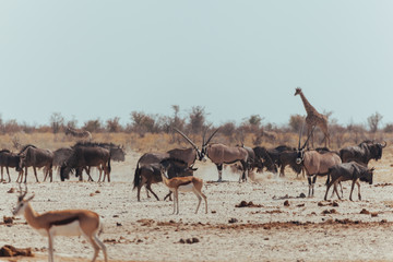 Watering hole for animals in Africa desert 