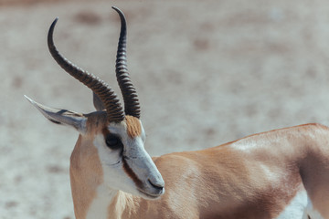 Springbok in desert 