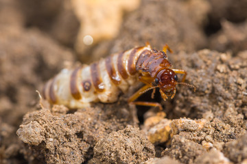 Schedorhinotermes queen termite sit on her nest.