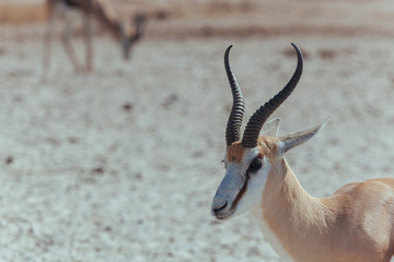 Springbok in desert 