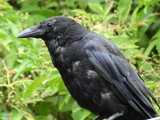 Crow