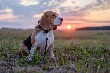 Beagle dog walking in the autumn evening