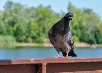 The black pigeon sits on the railing, against the background of the forest and the river