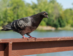 The black pigeon sits on the railing, against the background of the forest and the river