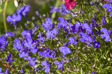 Flowers, apples, garden goods, harvest