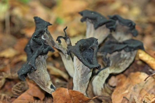 Toten- oder Herbsttrompete (Craterellus cornucopioides)


