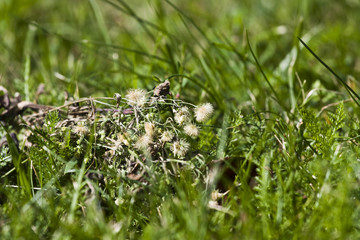 Flowers, apples, garden goods, harvest