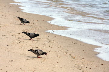 Army of pigeons on seaside 