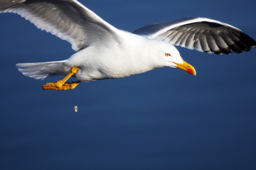 Pooping Seagull shit