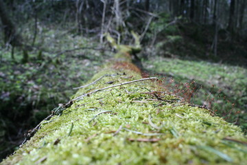 Moss on fallen tree 