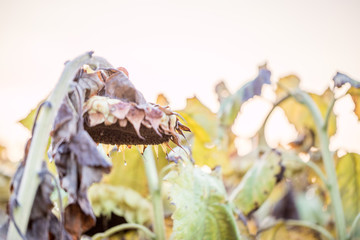 Verblühte Sonnenblumen im Spätsommer
