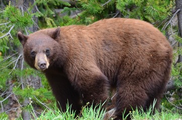 Fototapeta premium Giovane Orso bruno Americano 