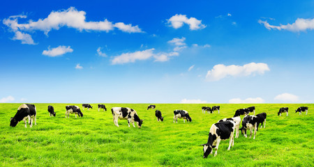 Cows on a green field and blue sky.