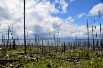 Obraz premium Yellowstone National Park