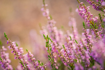 Heather. Bushes of wild heather in forest