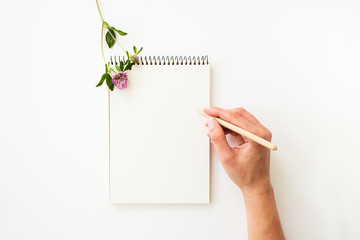 Woman`s hand holding a pen, above paper notebook and clover flower on white. Top view.