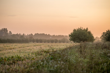 Frühnebel über den Feldern 