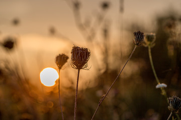 Blumen im Gegenlicht der aufgehenden Sonne