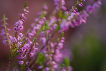 Obraz premium Heather. Bushes of wild heather in forest