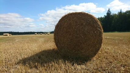 Agriculture in Lithuania: roll of dried hay
