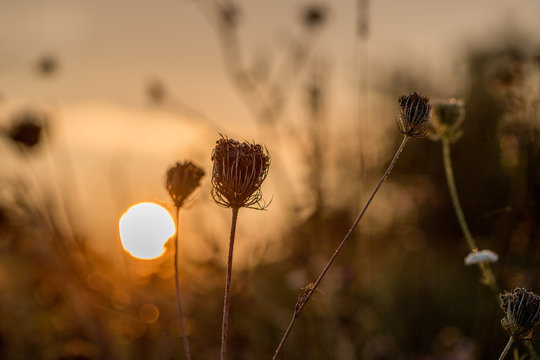 Blumen im Gegenlicht der aufgehenden Sonne