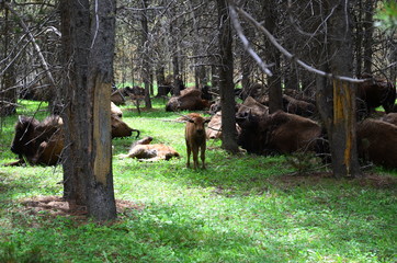 Bisonti Yellowstone