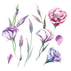 Set of watercolor eustoma flower isolate on white background. Flowers for wedding cards.