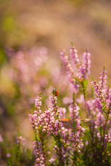 Heather. Ladybug on a bush of wild heather in the forest