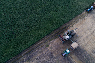 Aerial view of the combine harvester, which pours the grain into the trailer for further processing. Agricultural works. Argo industry.
